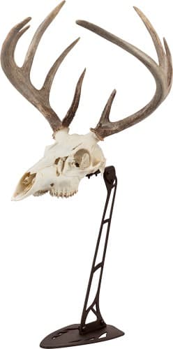 ALLEN EZ MOUNT CENTERPIECE SKULL STAND BROWN